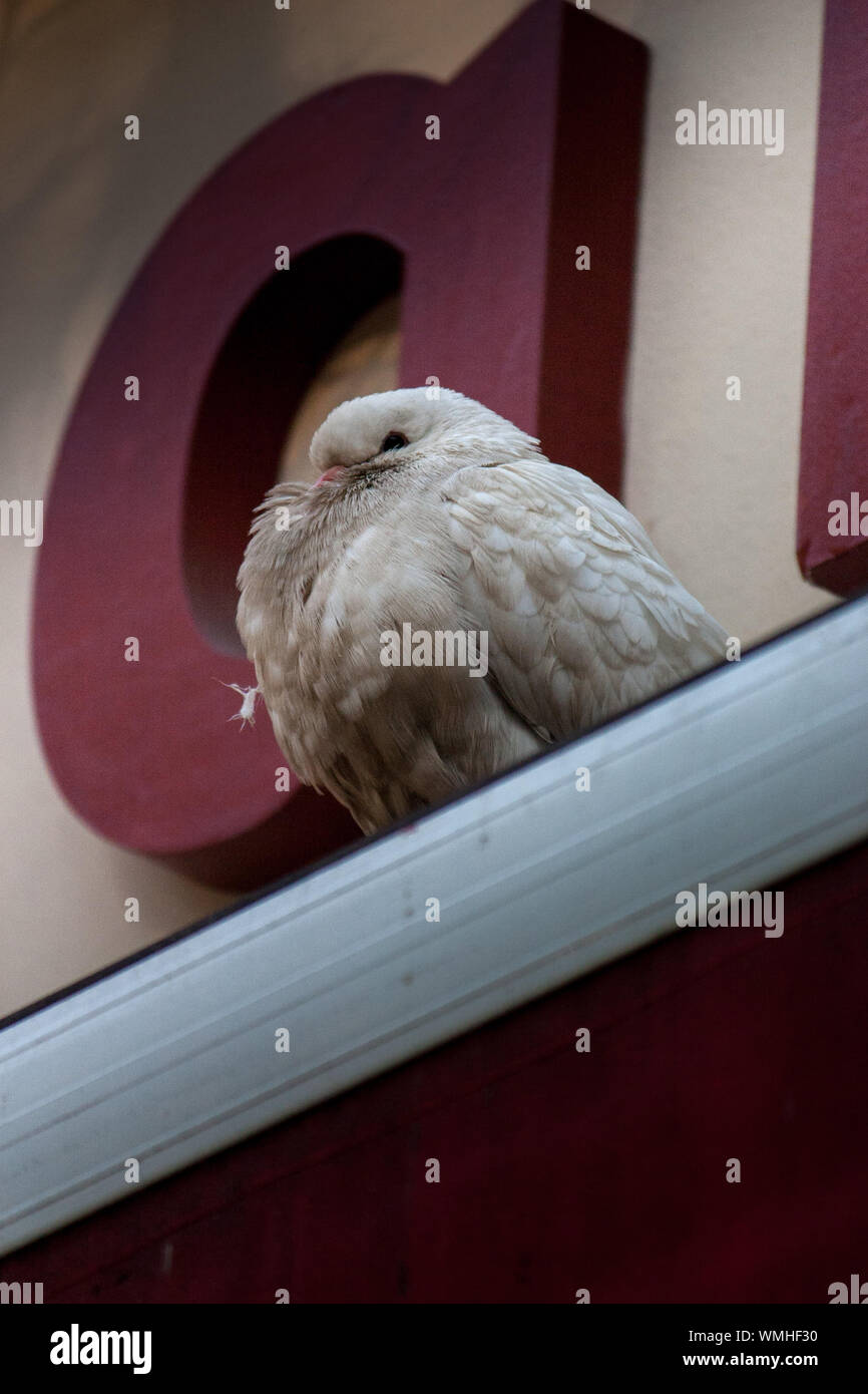Low Angle View Of A Perched Bird Stock Photo