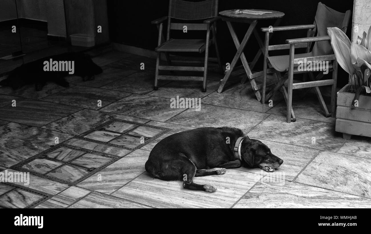 A hot dog lying on the floor in Athens Stock Photo Alamy