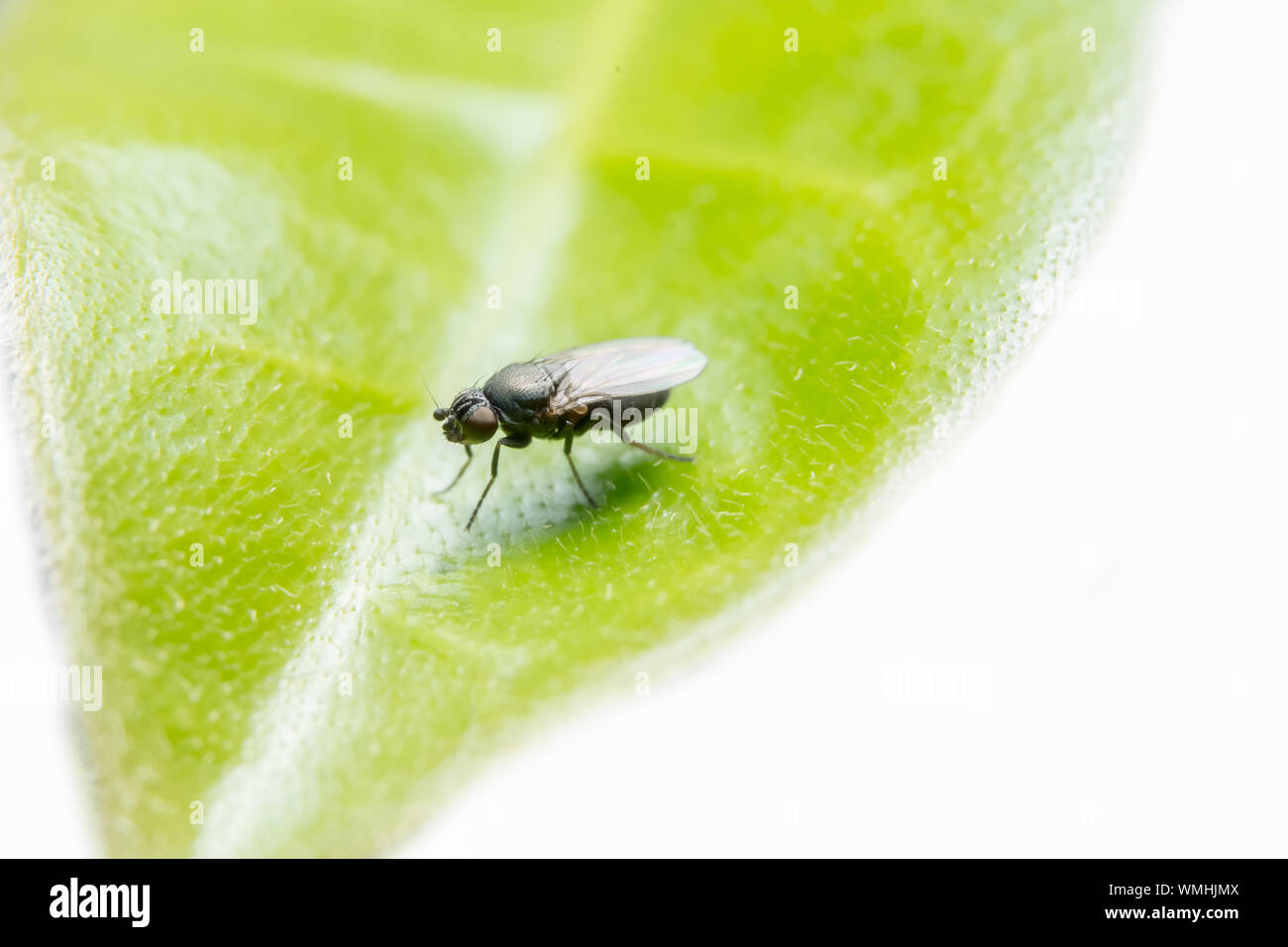 Close-up Of Fruitfly On Leaf Stock Photo