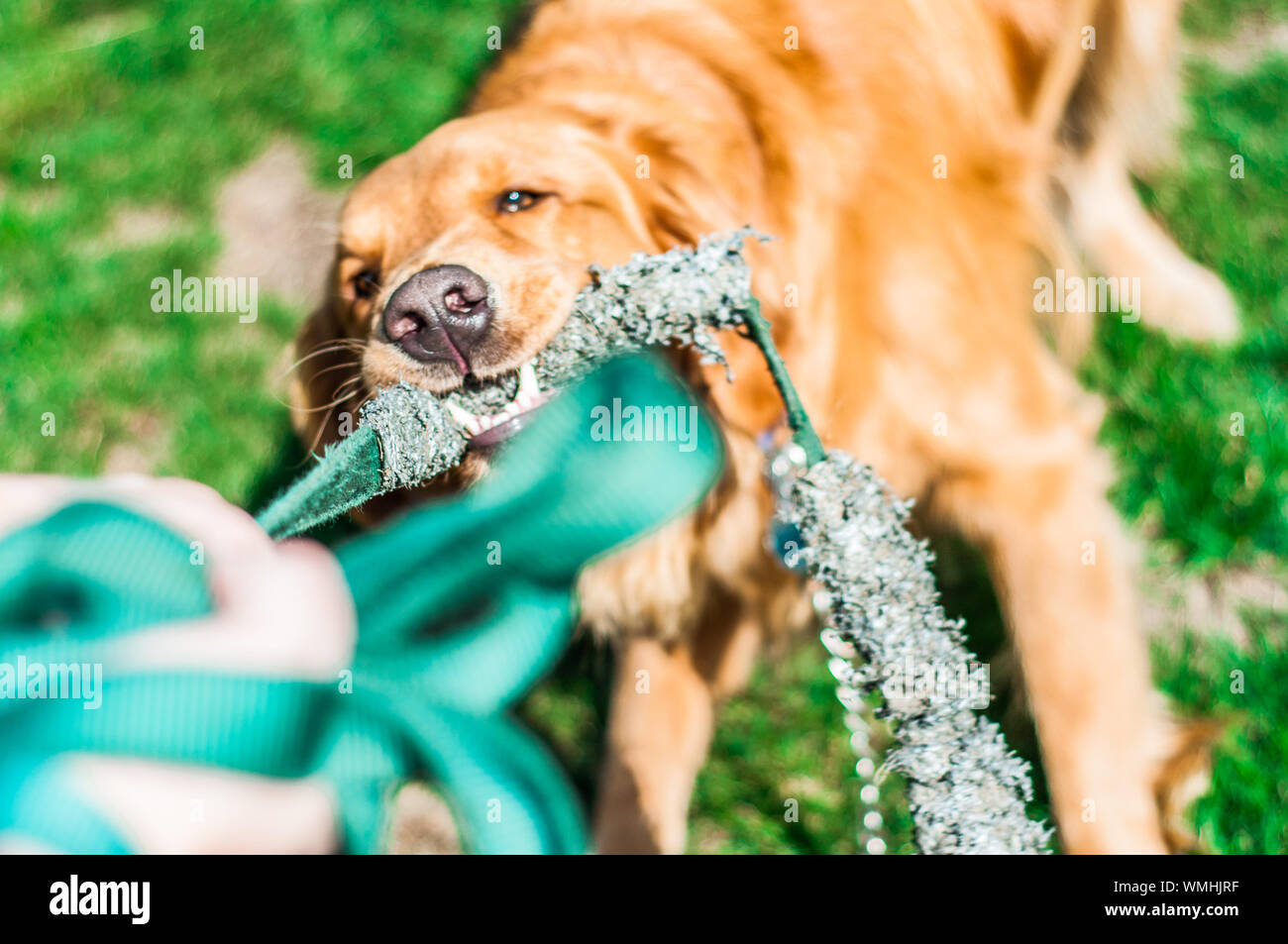 Golden Retriever Biting Equipment On Field At Sunny Day Stock Photo Alamy