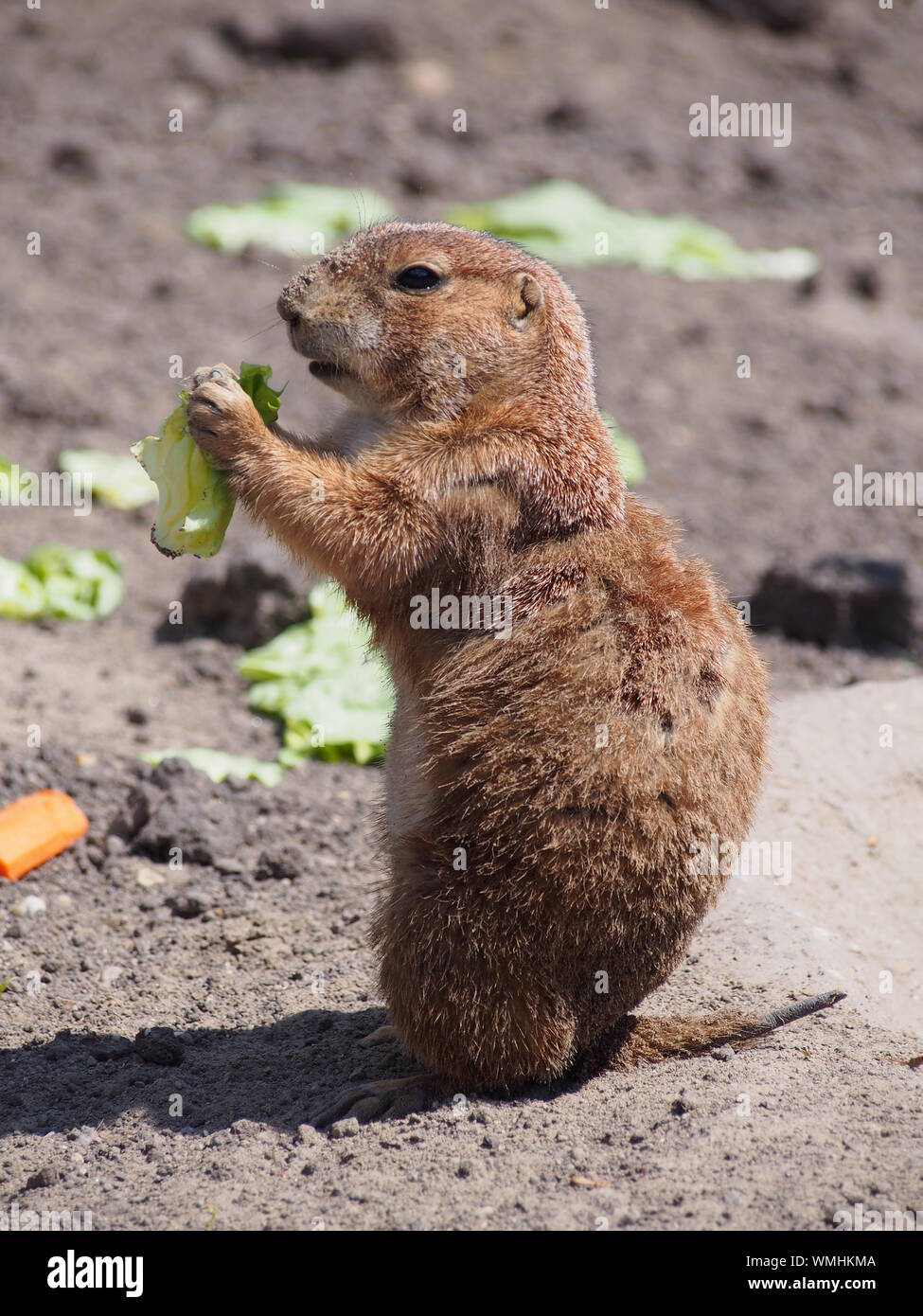 Side view of marmot hi-res stock photography and images - Alamy