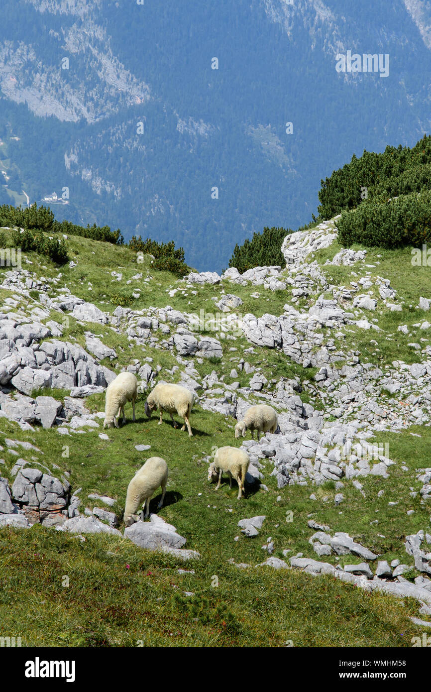 Mountain alpine landscape with sheep grazing on the green grass of ...