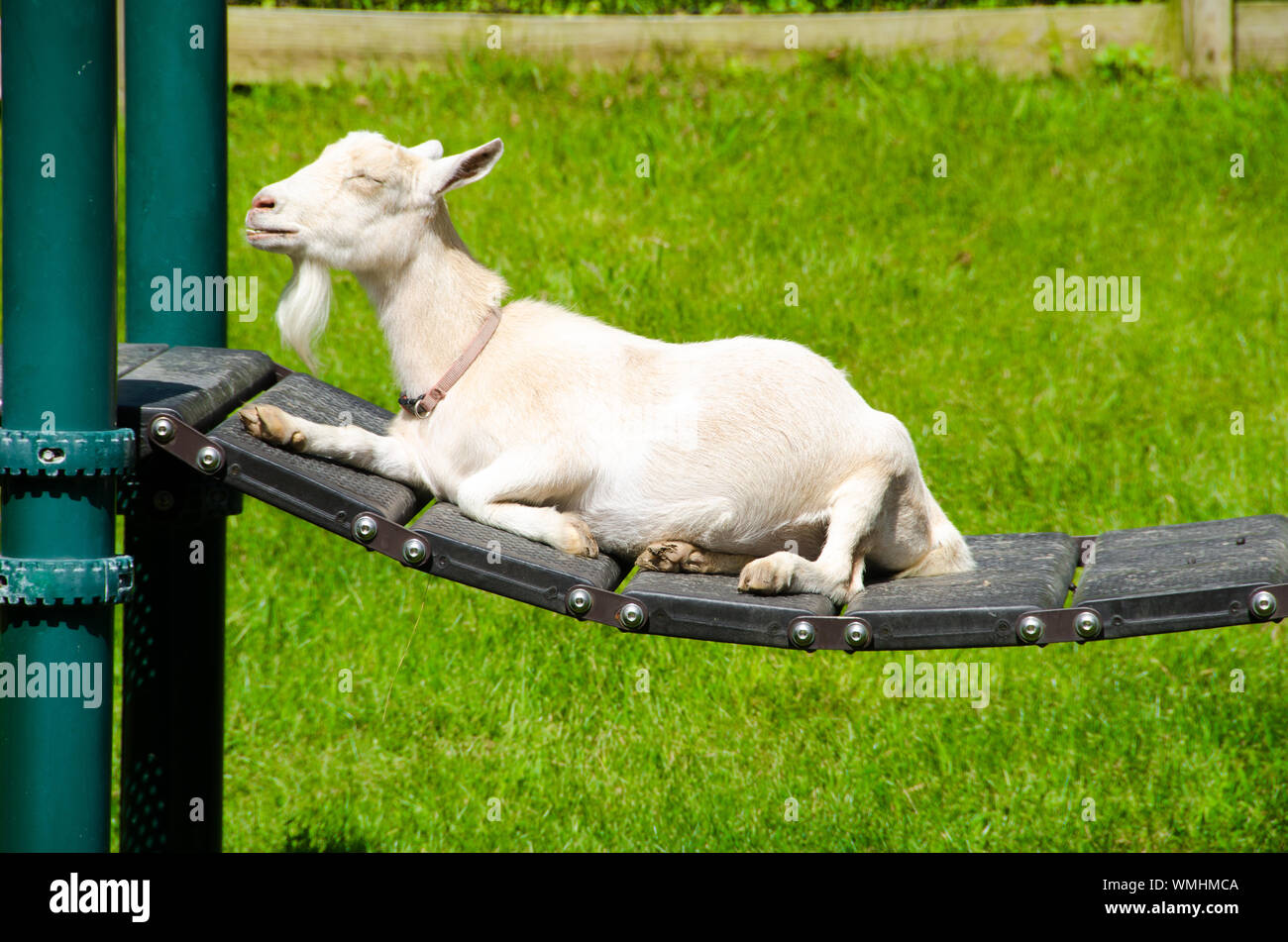 Goat gym hires stock photography and images Alamy