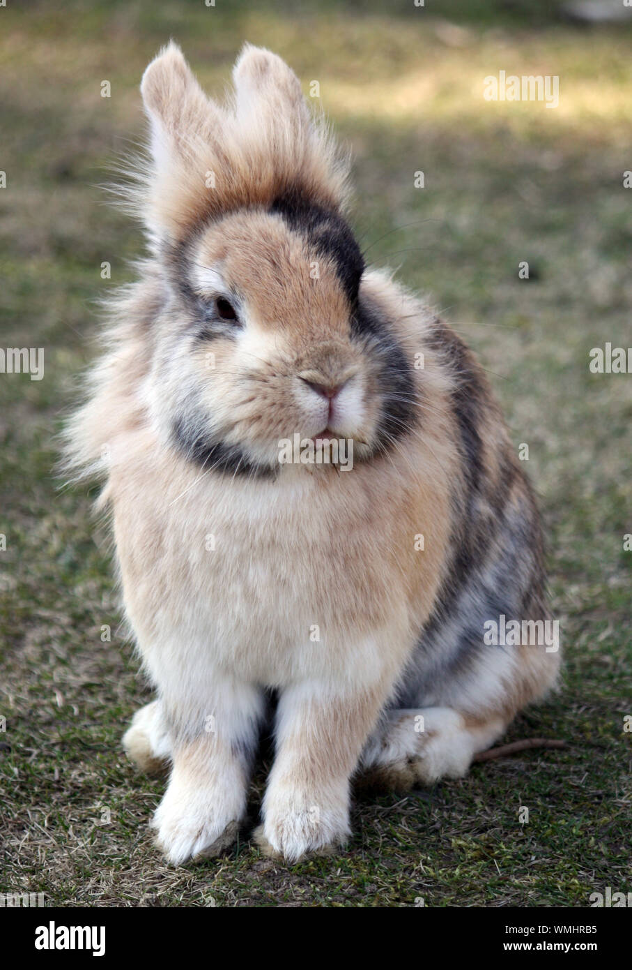 Sweet little bunny (süßes kuscheliges Kaninchen) Stock Photo