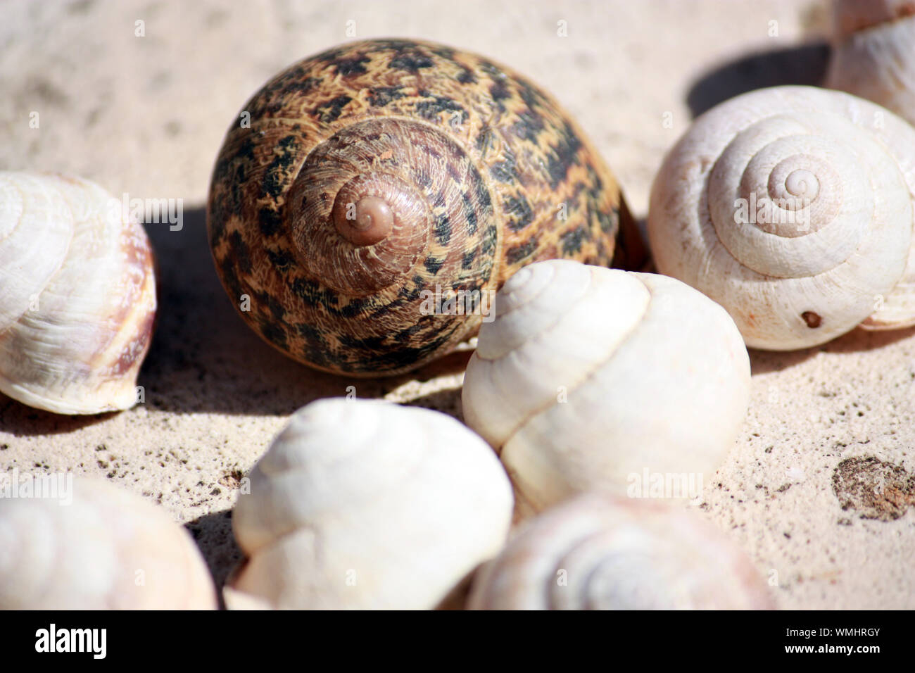 Die Muschel High Resolution Stock Photography And Images Alamy