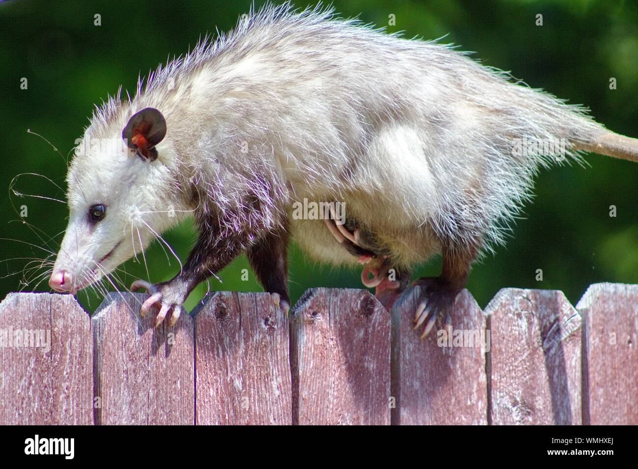 Close-up Of Possum Walking On Wooden Fence Stock Photo