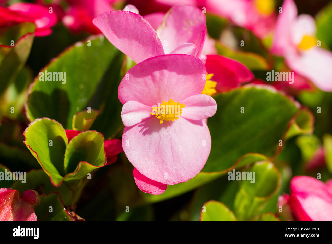 Begonia cucullata Stock Photo