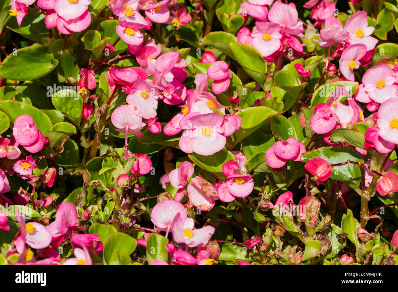 Begonia cucullata Stock Photo
