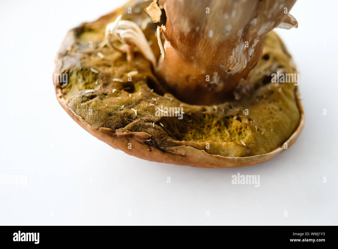 Mushroom poisoning treatment hires stock photography and images Alamy