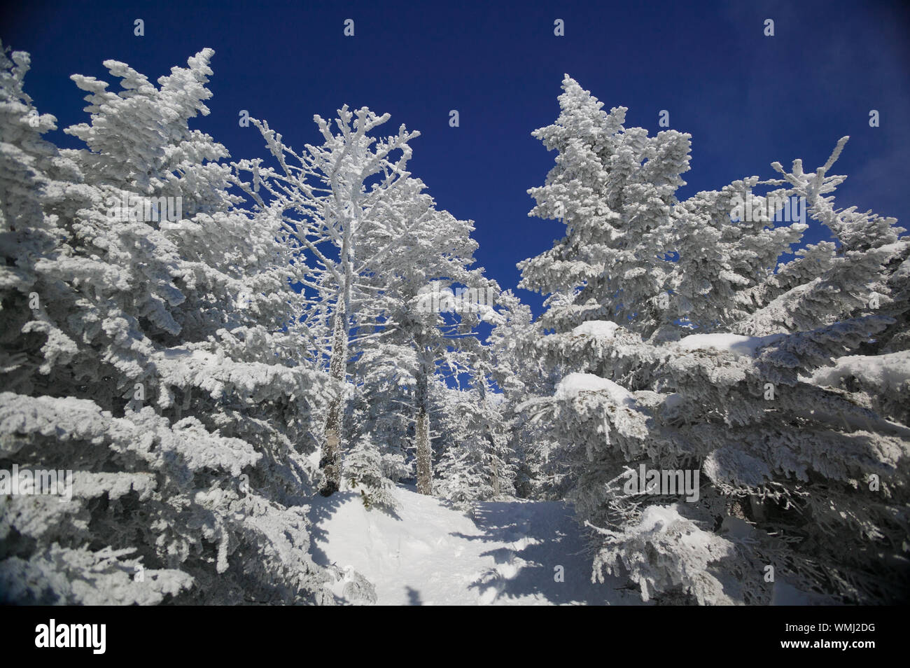 Snow covered trees on Mt. Mansfield, Stowe, Vermont, USA Stock Photo ...