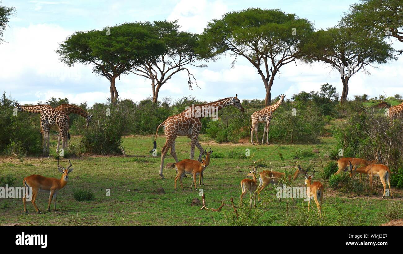 Giraffes And Deer At Murchison Falls National Park Stock Photo