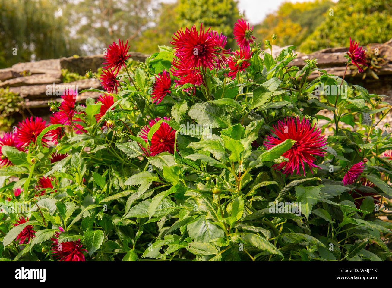 Cactus Dahlias in full bloom in the walled garden, at thre garden house Yelverton Devon Stock Photo