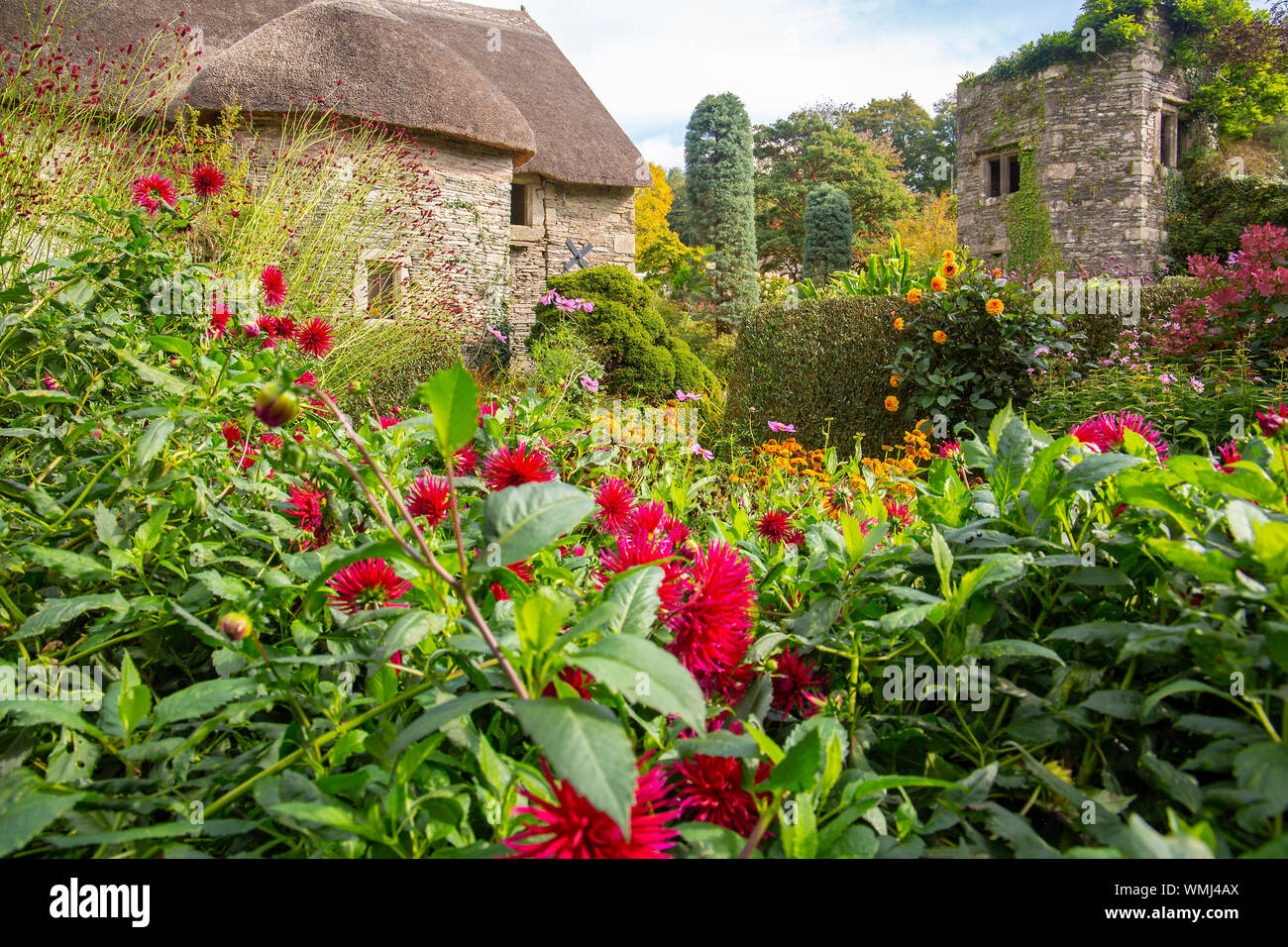 Cactus Dahlias in full bloom in the walled garden, at thre garden house Yelverton Devon Stock Photo