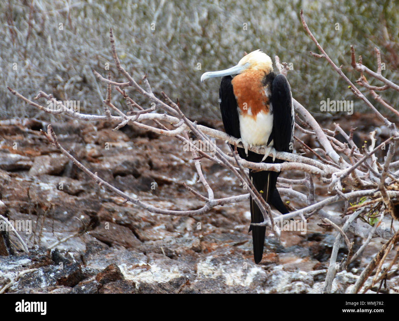 A young Frigate bird sits on a branch in the Galapagos Islands Stock Photo