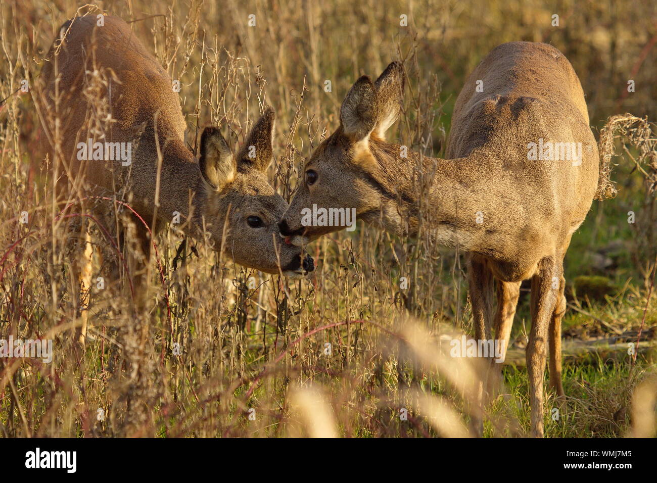 Roe Deer Standing On Field At De Biesbosch Stock Photo