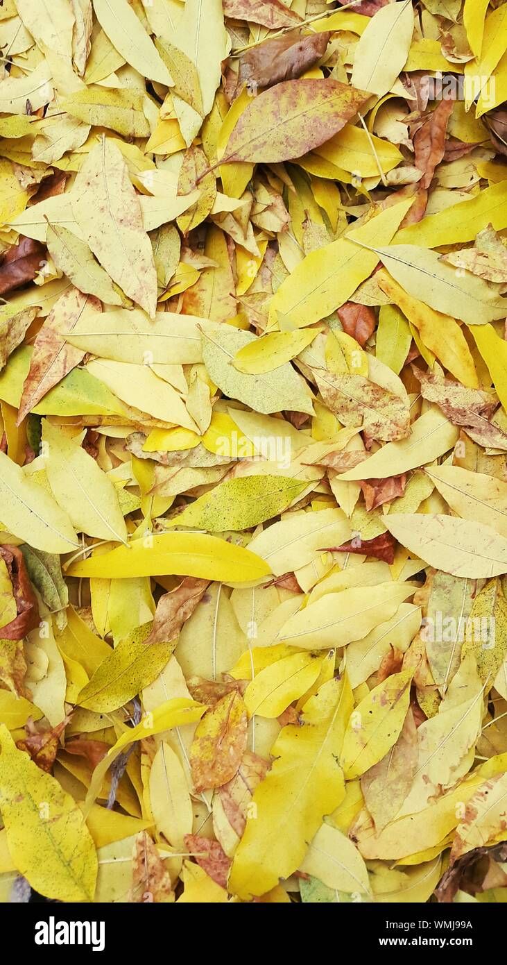 Close-up Of Leaves On Ground Stock Photo