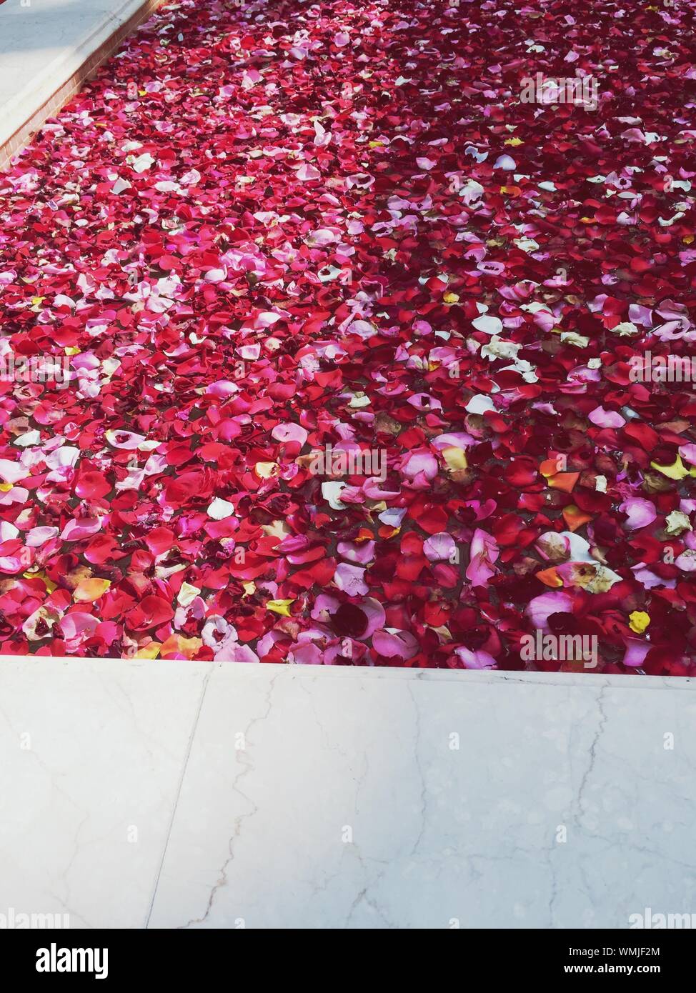 High Angle View Of Red Rose Petals In Swimming Pool Stock Photo - Alamy