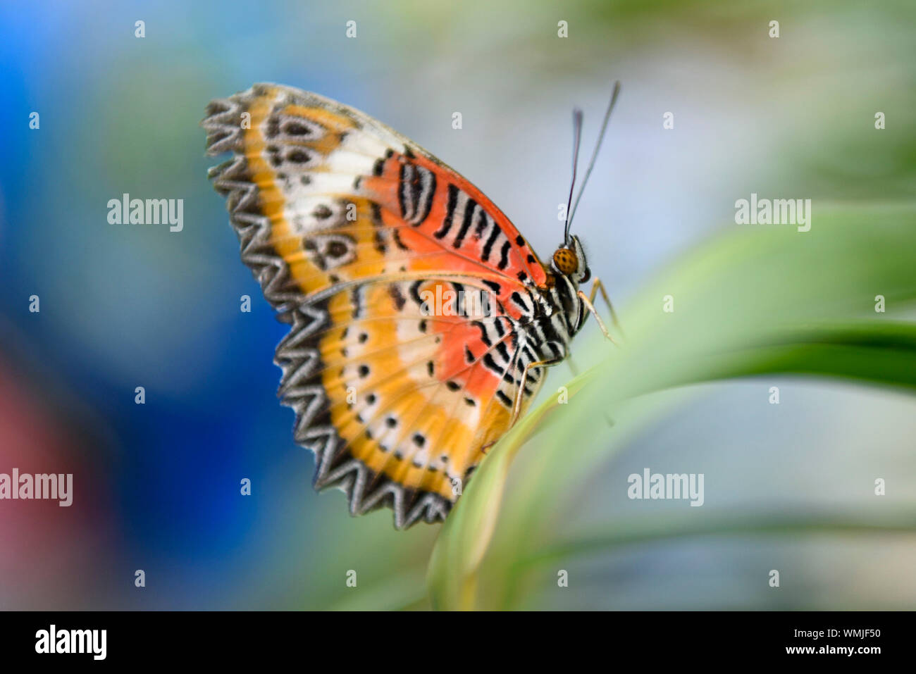 London, UK.  5 September 2019. A butterfly at rest on the opening day of a 'Butterfly Biosphere' in Grosvenor Square, Mayfair.  Setup by Bompas and Parr in association with King's College London and Butterfly Conservation, the aim is to make visitors more aware of the importance of pollinators and the ecosytem that the capital's 50 species of butterfly need to thrive.  The biosphere is open 5 to 15 September.  Credit: Stephen Chung / Alamy Live News Stock Photo