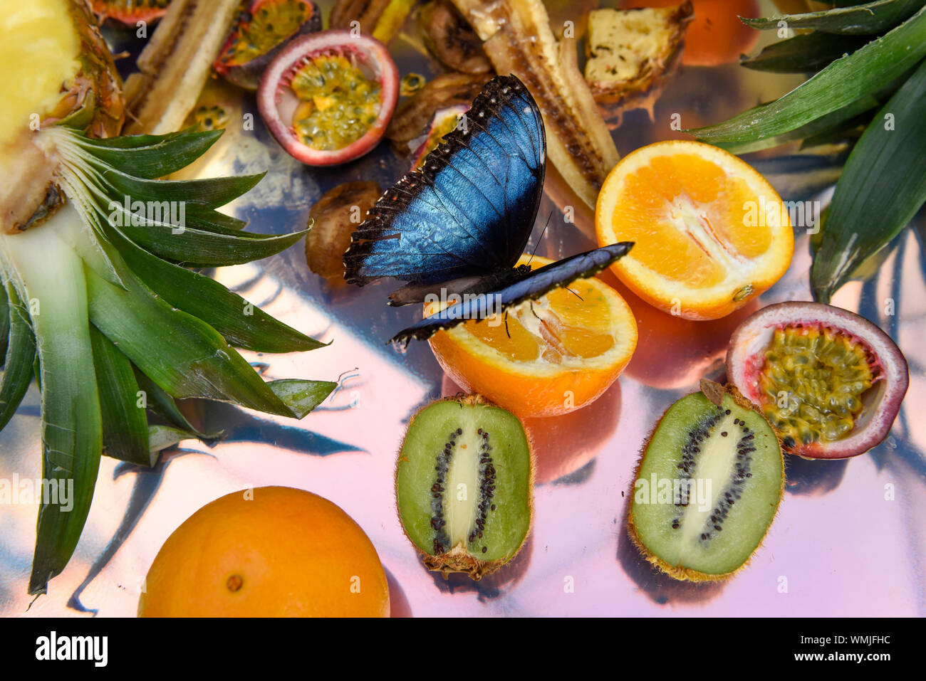 London, UK.  5 September 2019. A butterfly feeds on fruit juice on the opening day of a 'Butterfly Biosphere' in Grosvenor Square, Mayfair.  Setup by Bompas and Parr in association with King's College London and Butterfly Conservation, the aim is to make visitors more aware of the importance of pollinators and the ecosytem that the capital's 50 species of butterfly need to thrive.  The biosphere is open 5 to 15 September.  Credit: Stephen Chung / Alamy Live News Stock Photo