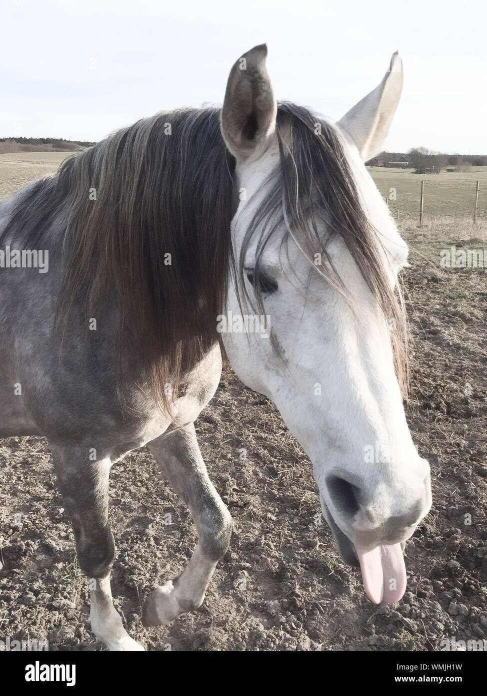 Horse tongue out hires stock photography and images Alamy