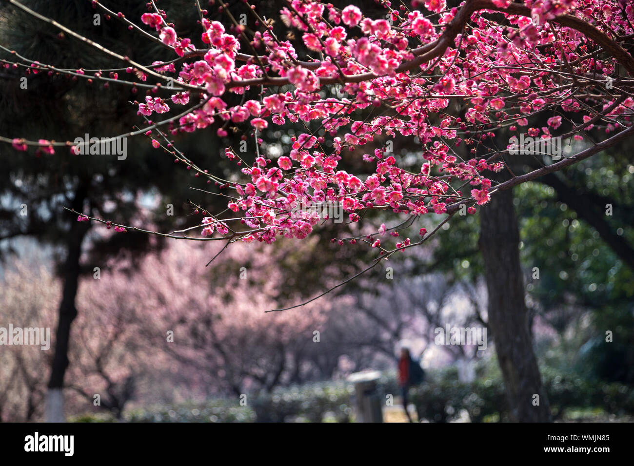 Close-up High Section Of Flower Tree Against Blurred Background Stock Photo  - Alamy