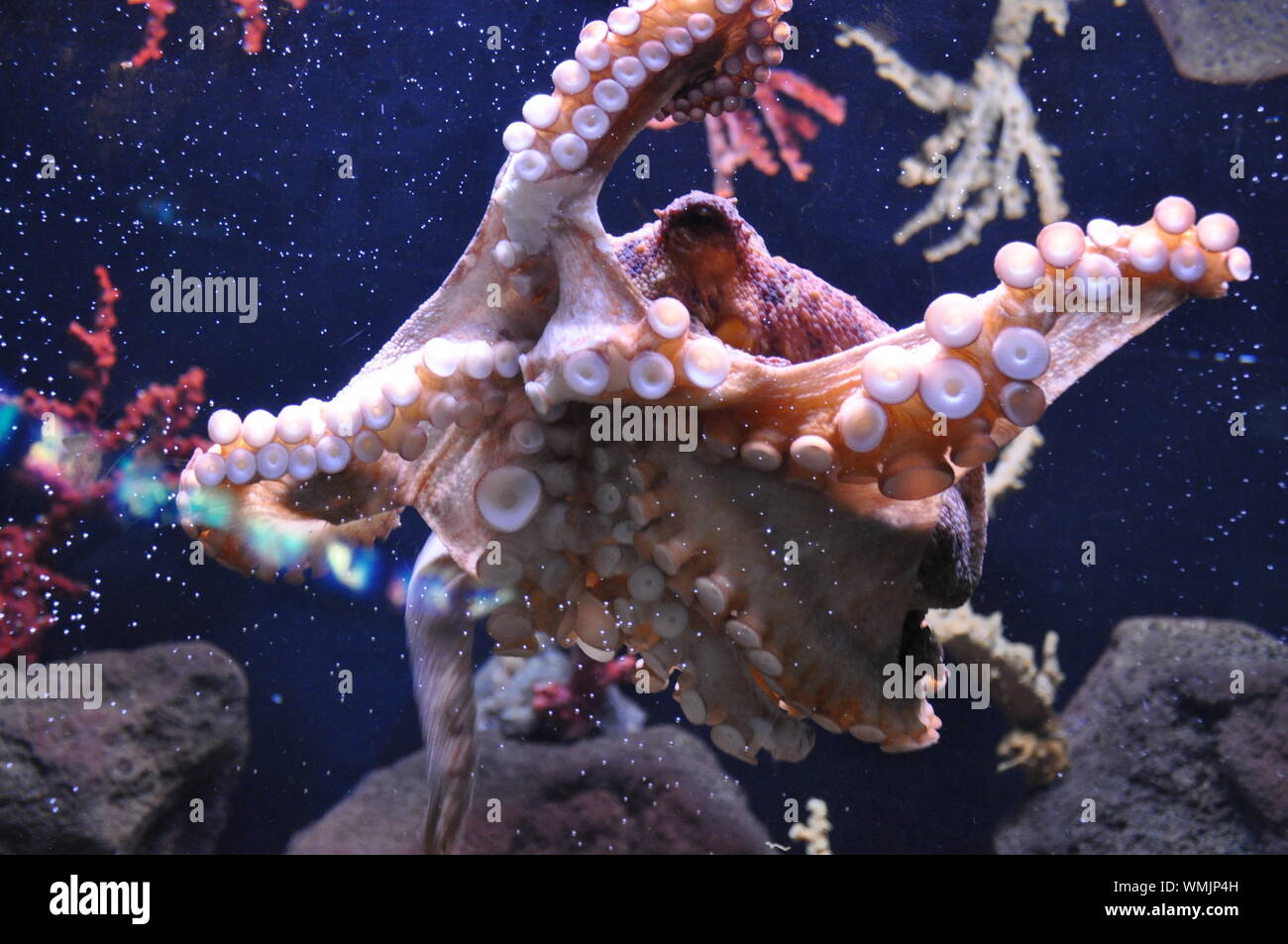 Close-up Of Octopus Swimming In Aquarium Stock Photo