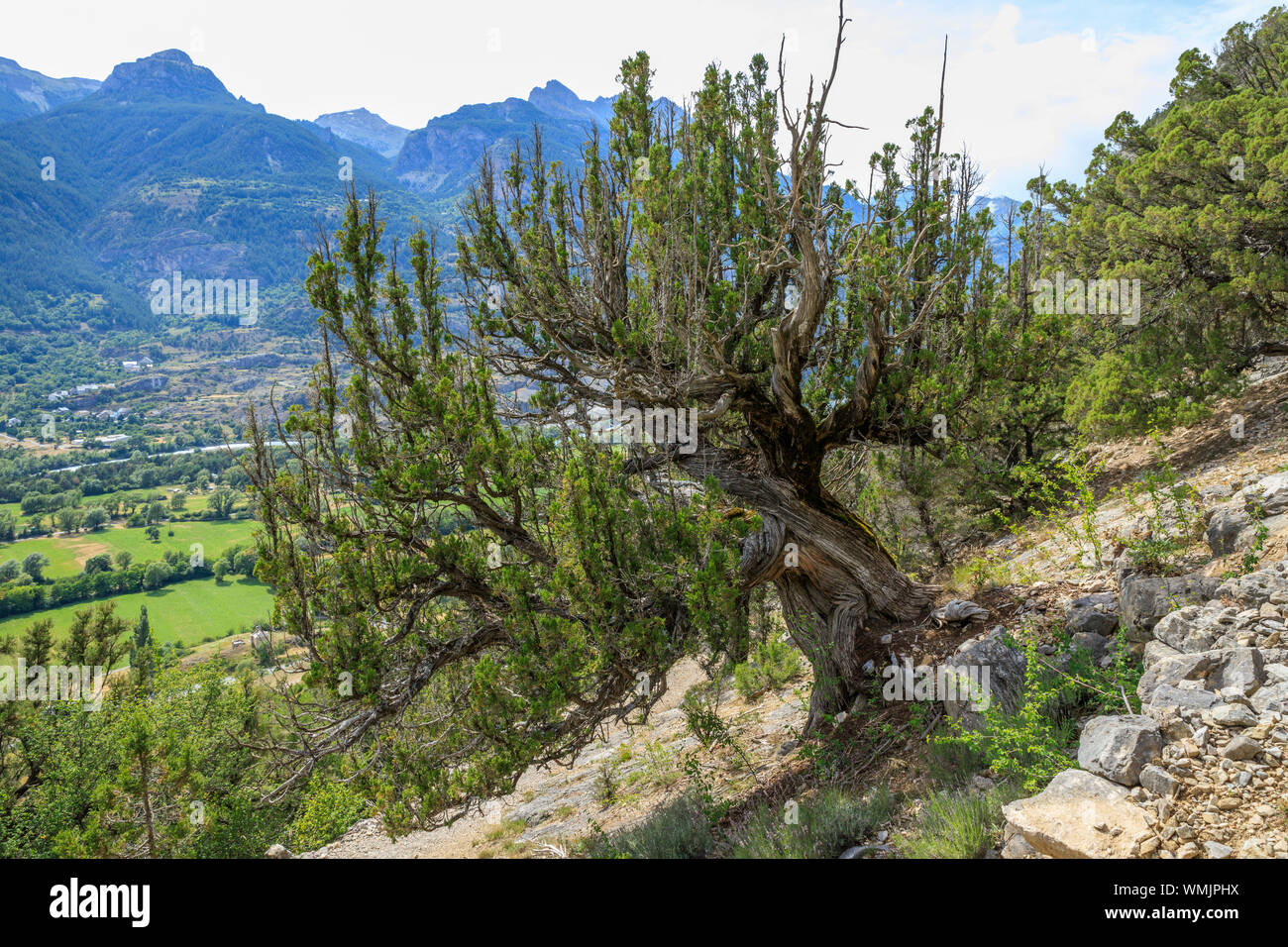 France, Hautes Alpes, Saint Crepin, thuriferous path, juniper (Juniperus thurifera) // France, Hautes-Alpes (05), Saint-Crépin, sentier des thurifères Stock Photo