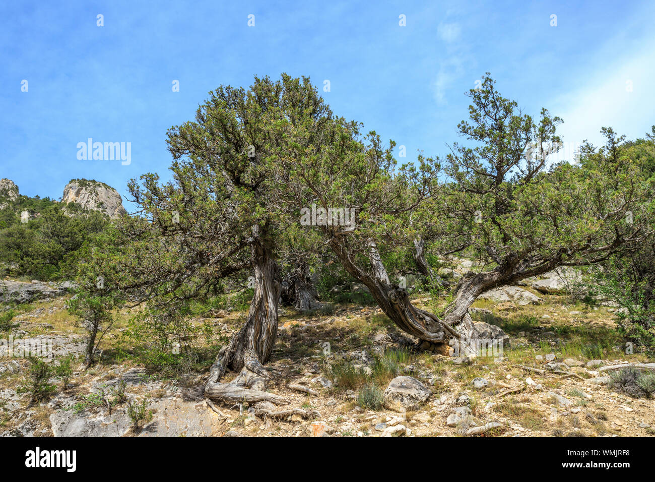 France, Hautes Alpes, Saint Crepin, thuriferous path, juniper (Juniperus thurifera) // France, Hautes-Alpes (05), Saint-Crépin, sentier des thurifères Stock Photo