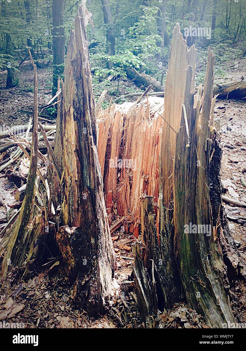 Old Tree Stump In Forest Stock Photo