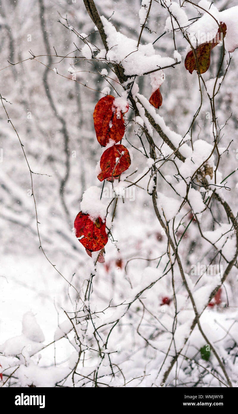Temperature contrast hi-res stock photography and images - Alamy