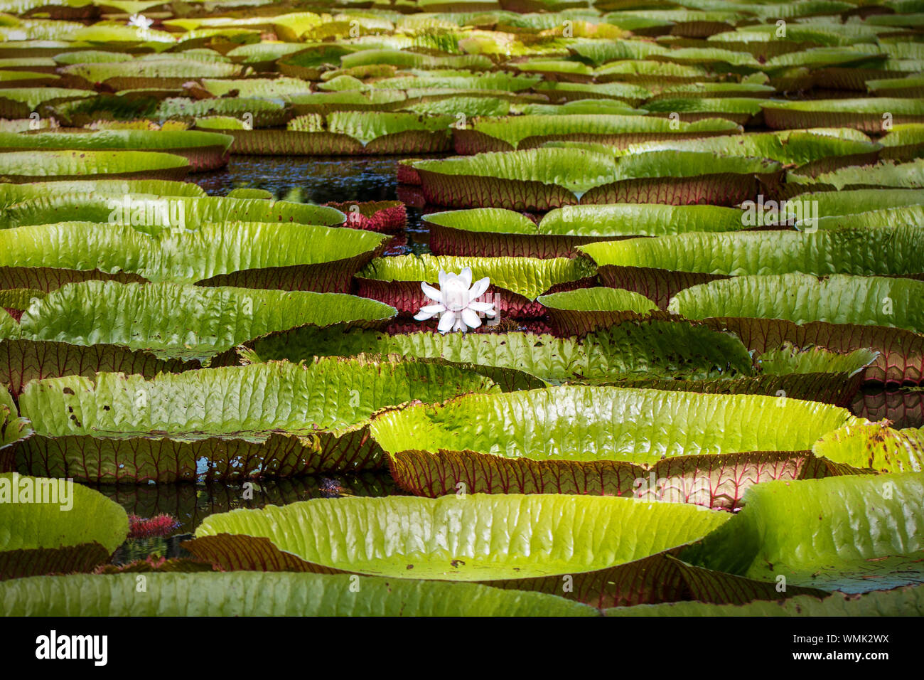 Giant water lily Stock Photo