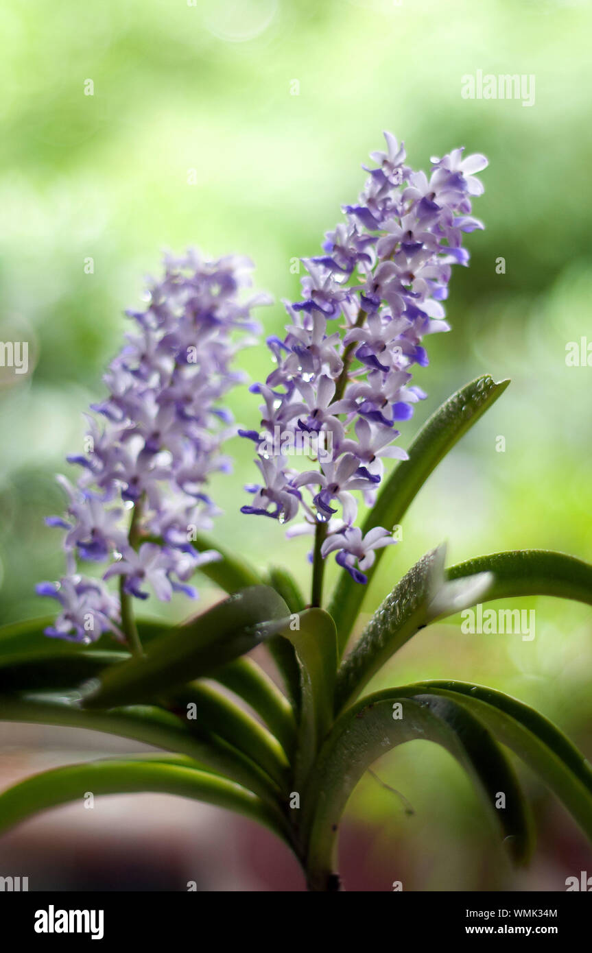 Close-up Of Purple Flowers Stock Photo