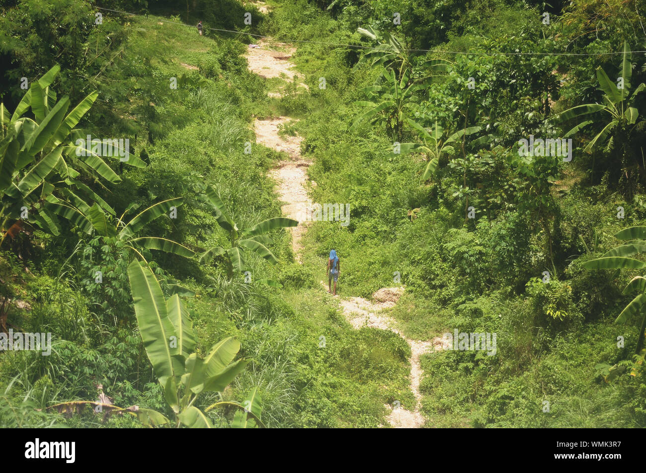 Man in jungle hi-res stock photography and images - Alamy