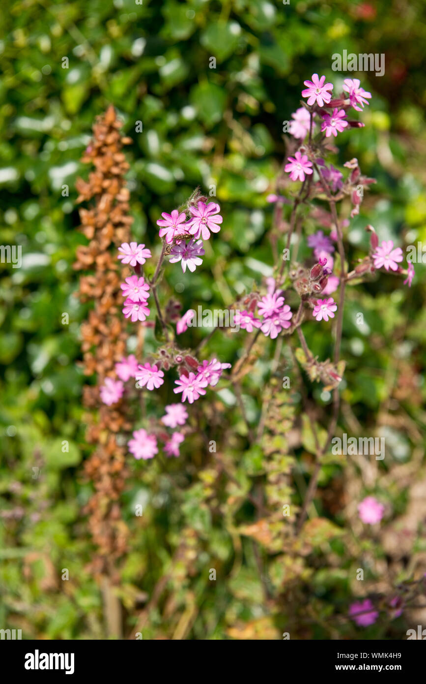 Hedgerow wild flowers. Cornwall, England Stock Photo