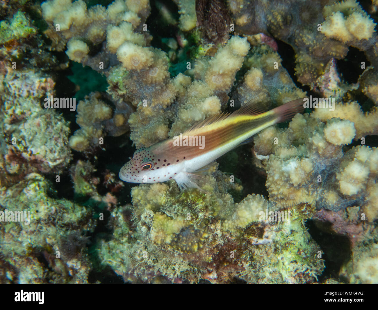 Freckled Hawk Fish Stock Photo - Alamy