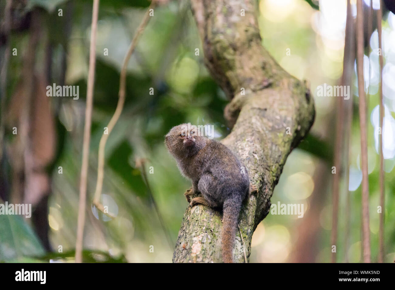 Pygmy Marmoset On Branch In Amazon Rainforest Stock Photo