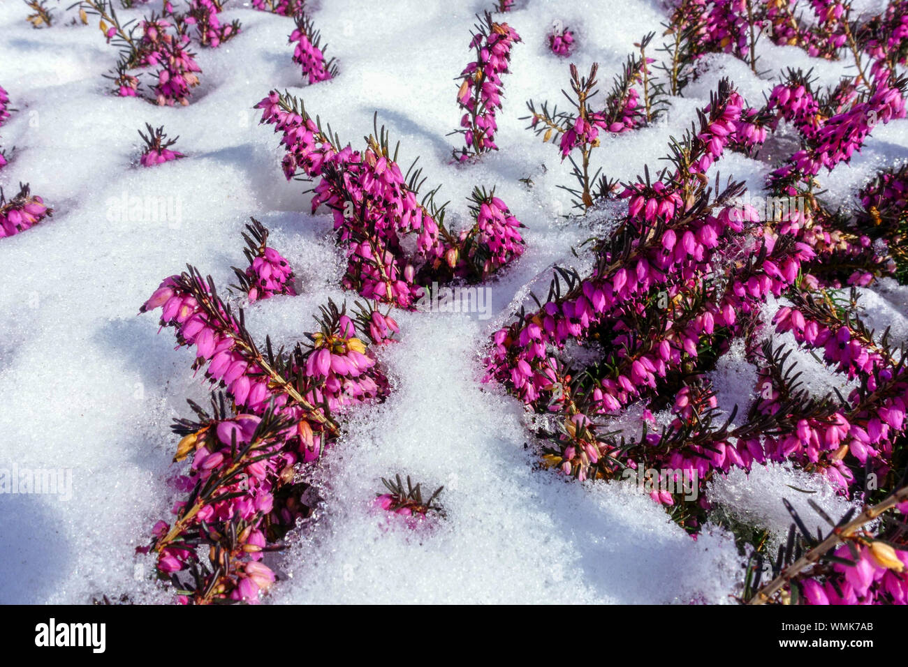 Erica carnea in snow Early spring flowers snow Stock Photo