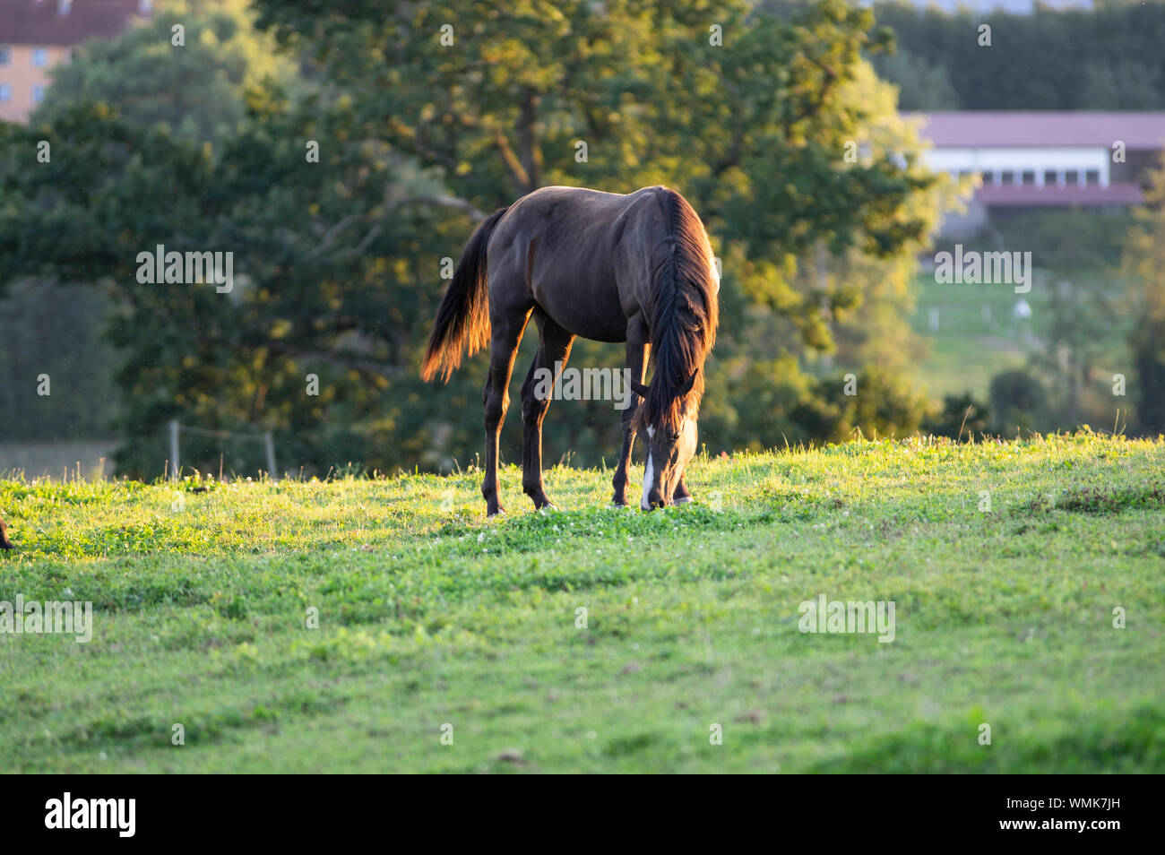 Horses young brown mares  in a pasturage in germany at sunrise Stock Photo