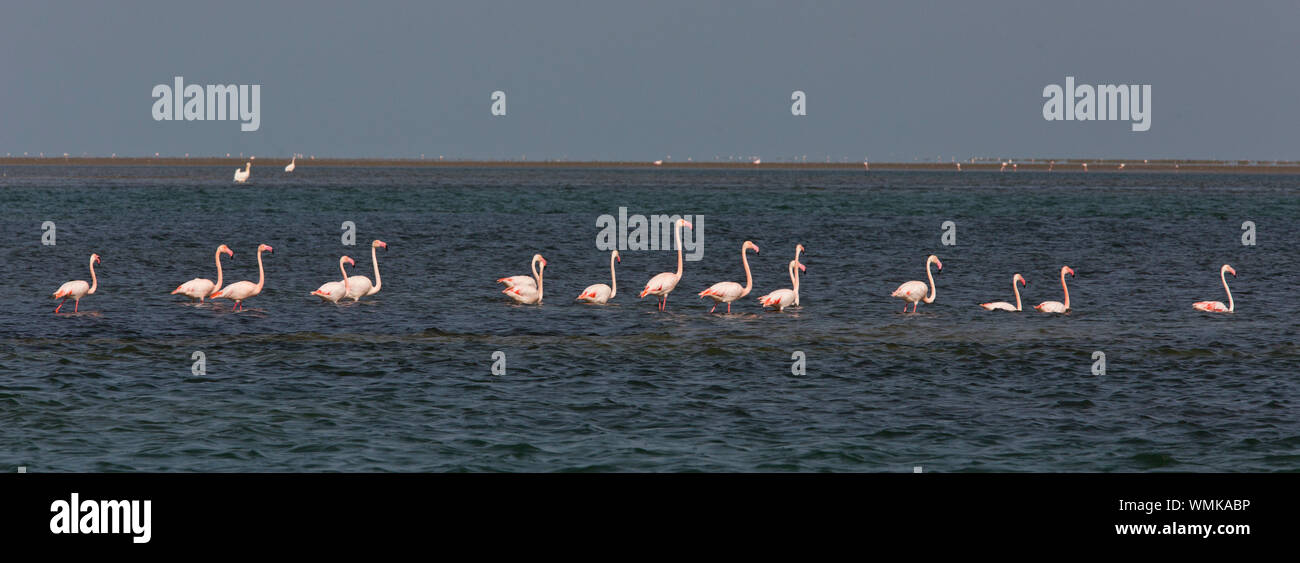 BANC D'ARGUIN NATIONAL PARK , MAURITANIA Stock Photo