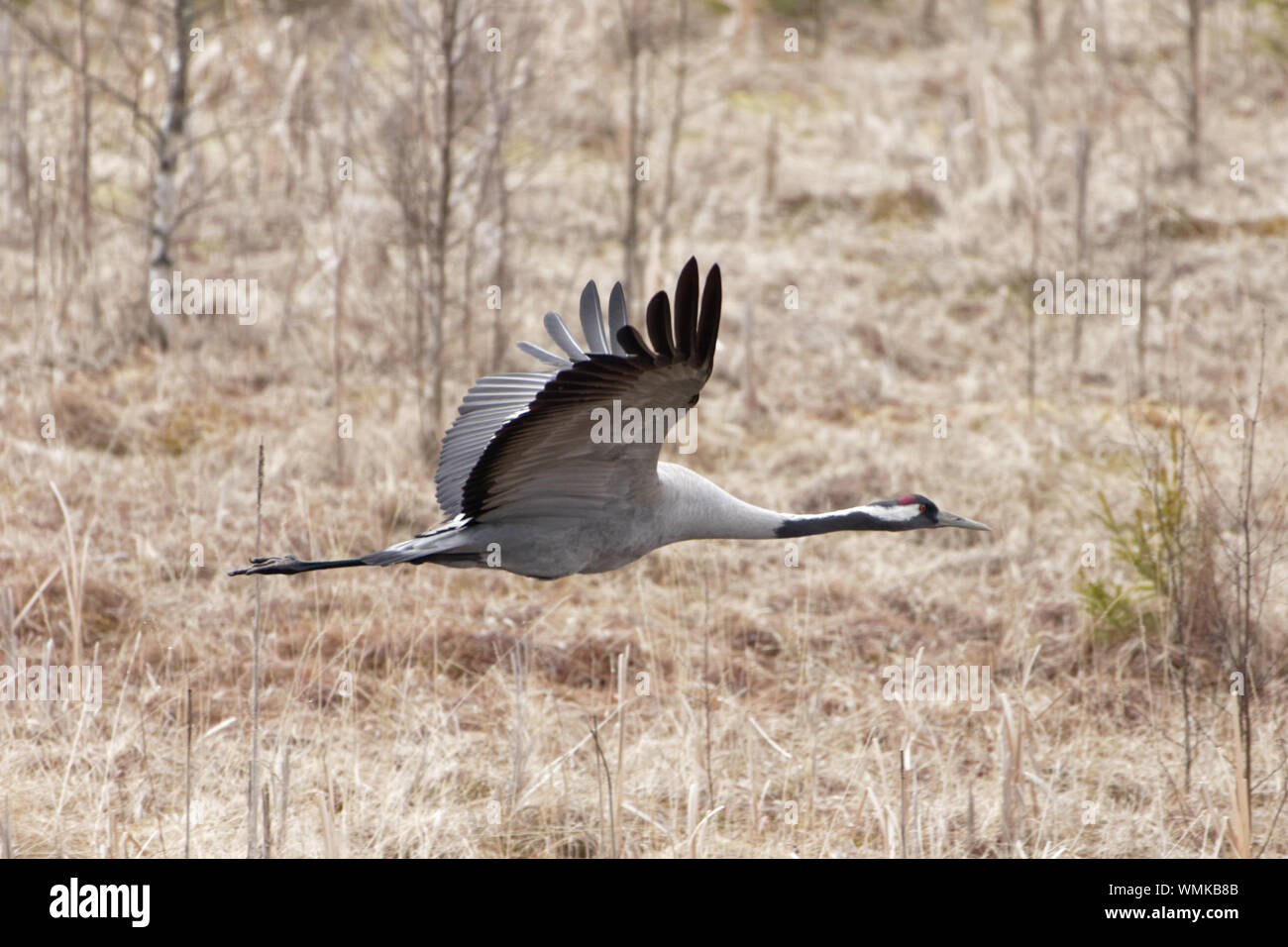 Eurasian Crane Flying Over Field Stock Photo