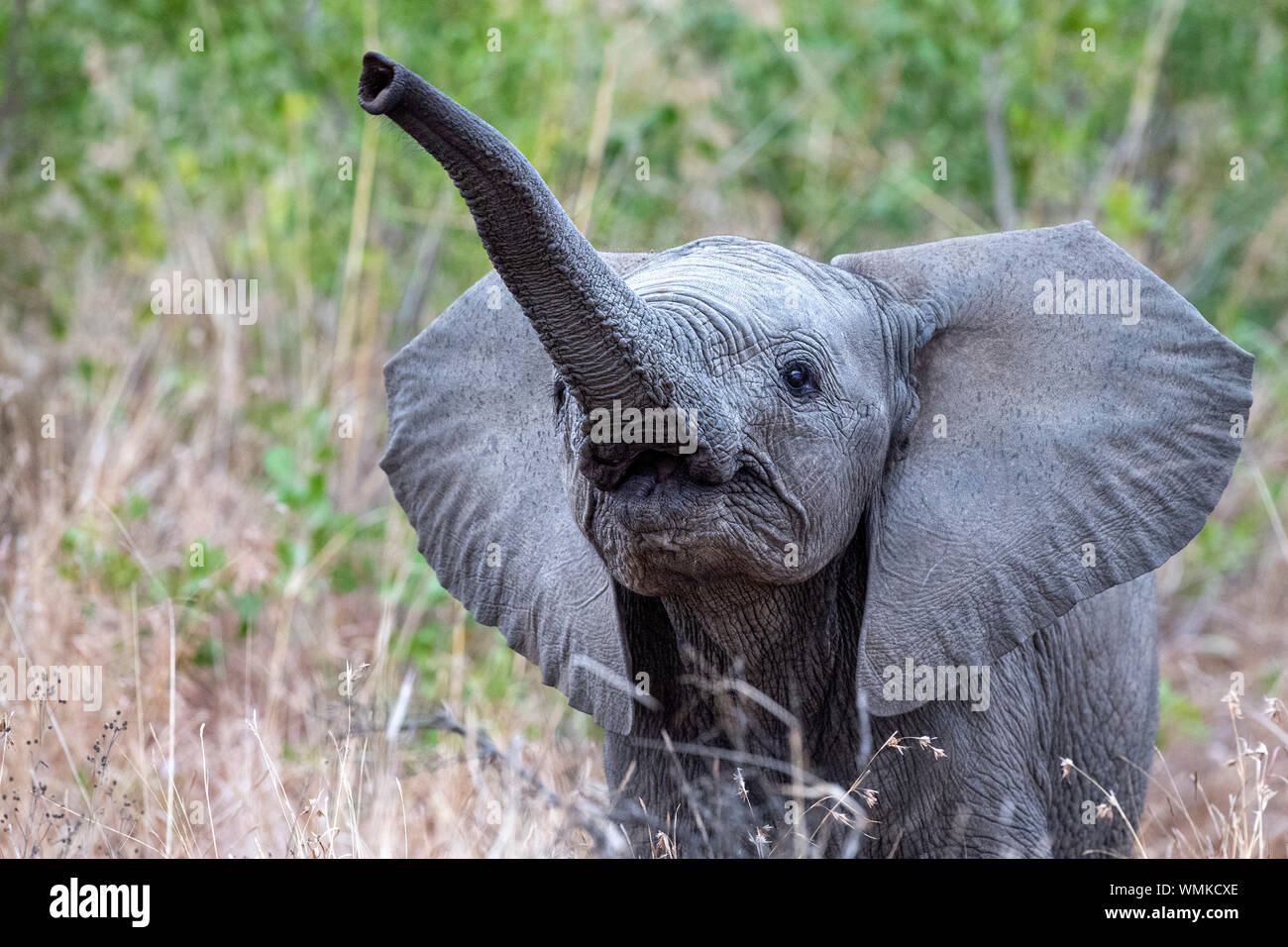 baby elephant waving trunk in kruger park south africa portrait Stock ...