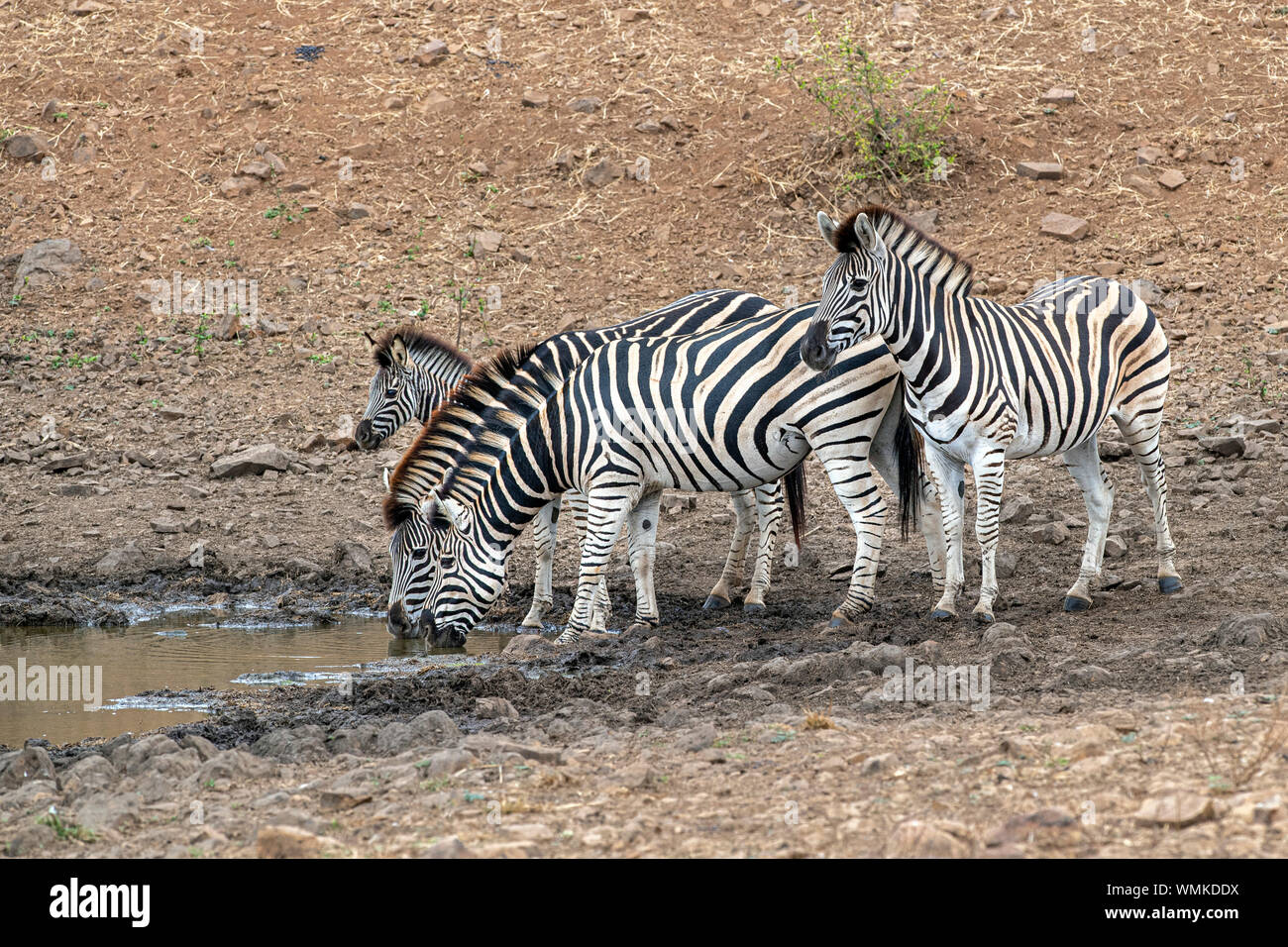 zebra group drinking at the pool in kruger park south africa with water ...