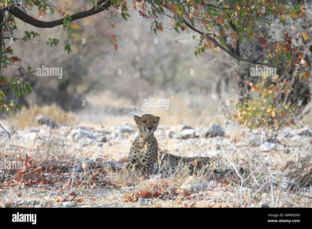 Animales africa hi-res stock photography and images - Alamy