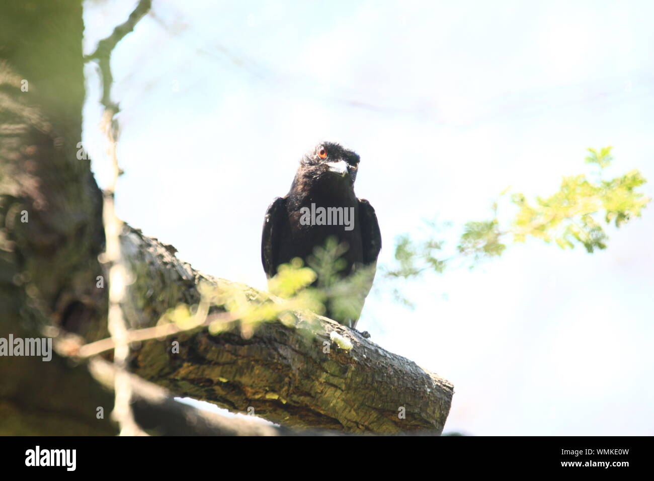 Animales africa hi-res stock photography and images - Alamy