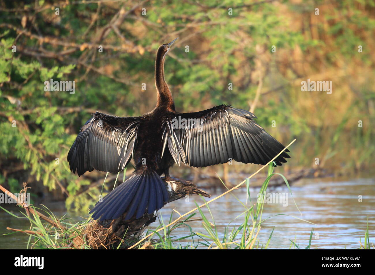 Animales africa hi-res stock photography and images - Alamy