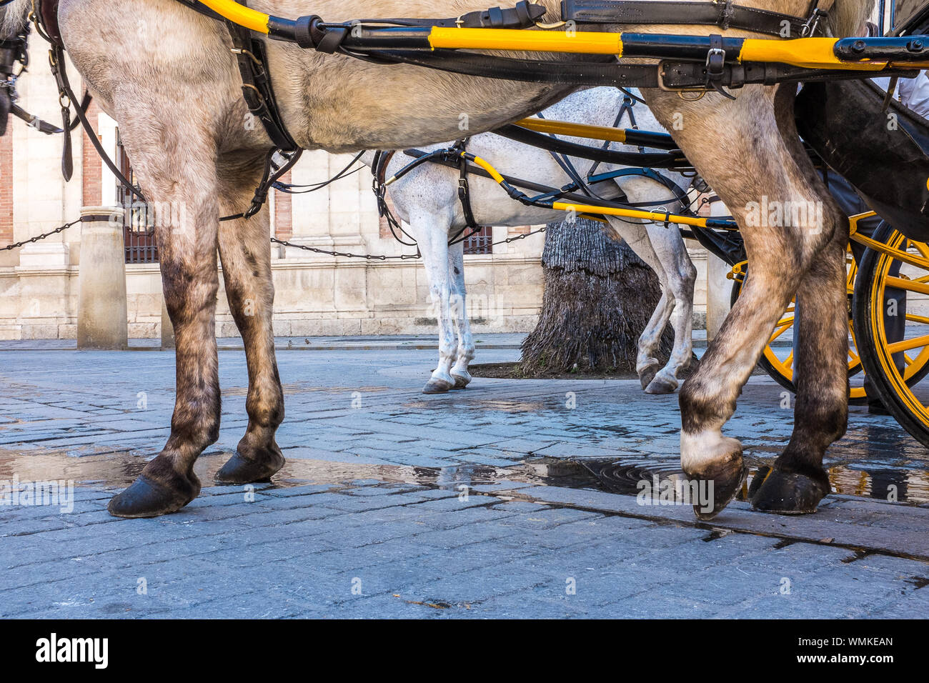 Horse horses and cart carts hires stock photography and images Alamy