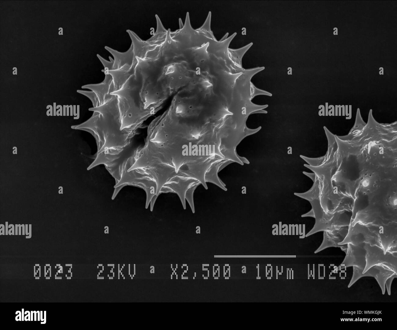 Daisy pollen under electron microscope Stock Photo