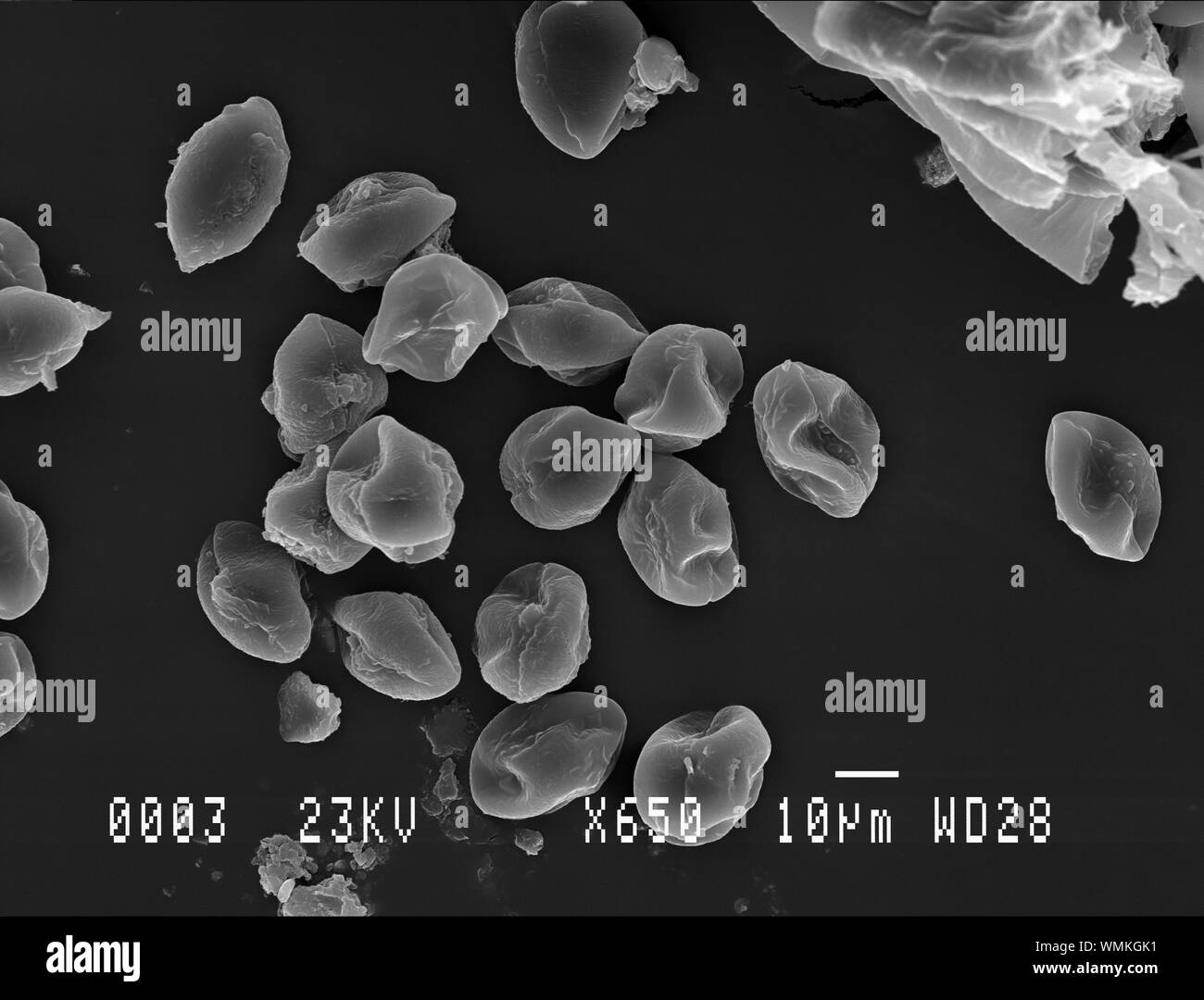 Horse chestnut pollen under electron microscope Stock Photo