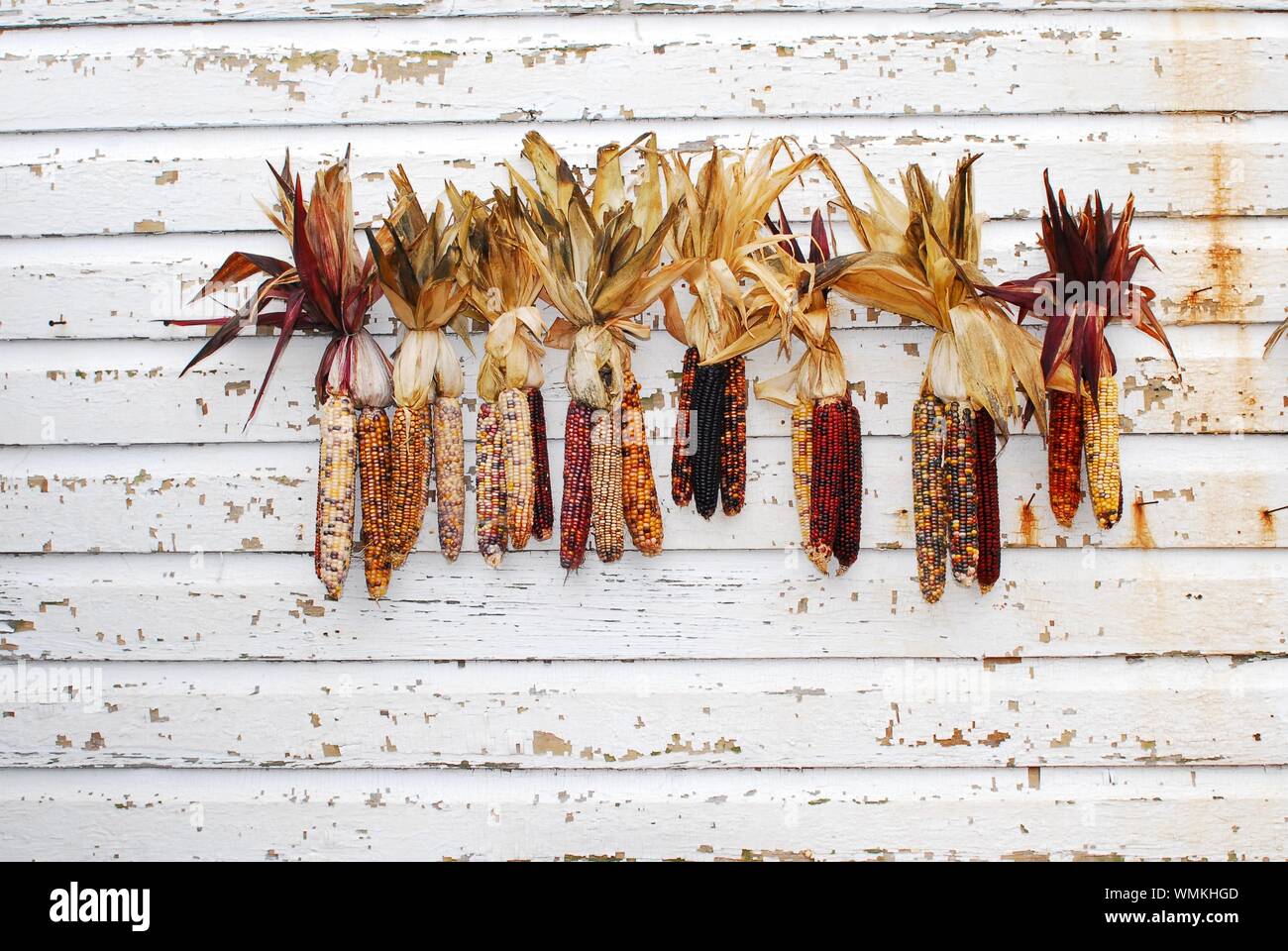 Multicolored Indian Corn hanging on a rustic barn wall after being harvested during the Autumn season Stock Photo