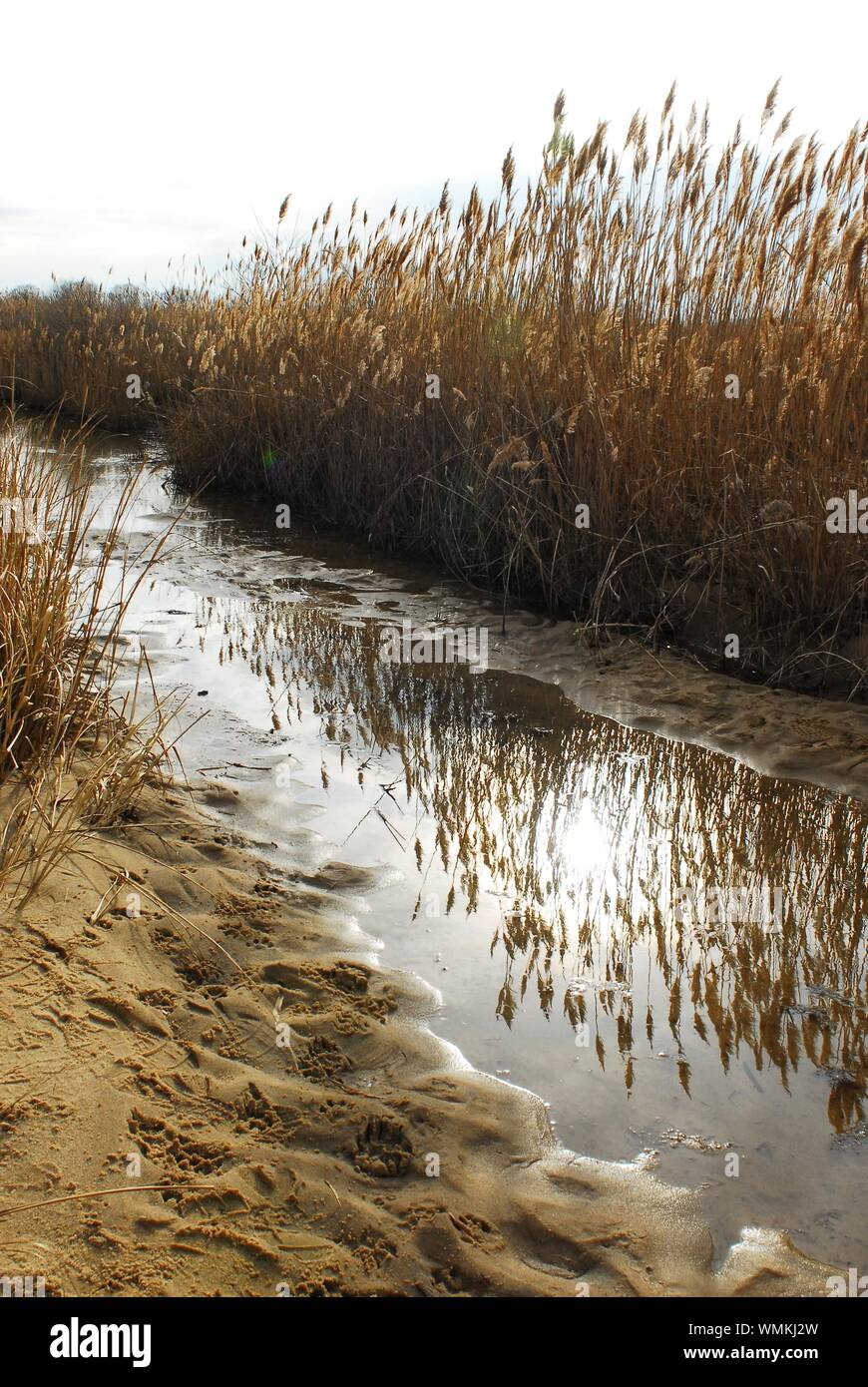 Reed Grass gowing along the shore of the Chesapeake Bay in Maryland